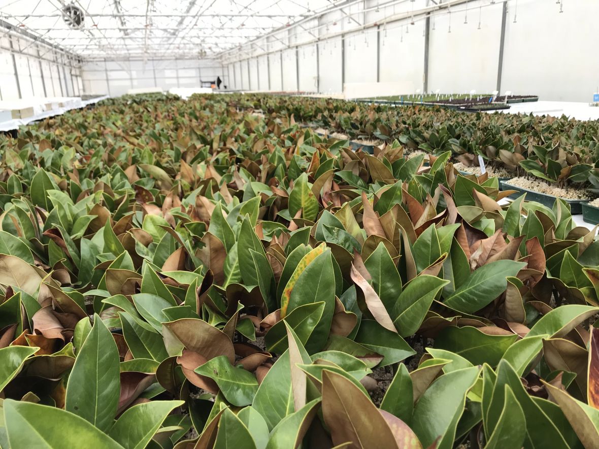 Horticulture industry network visit to Mansfield propagation