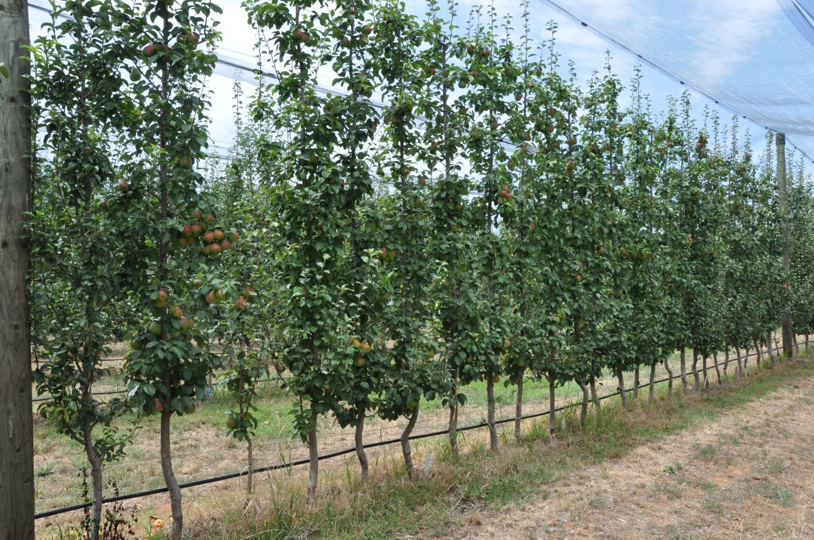 Blush pear Slender Spindle trees