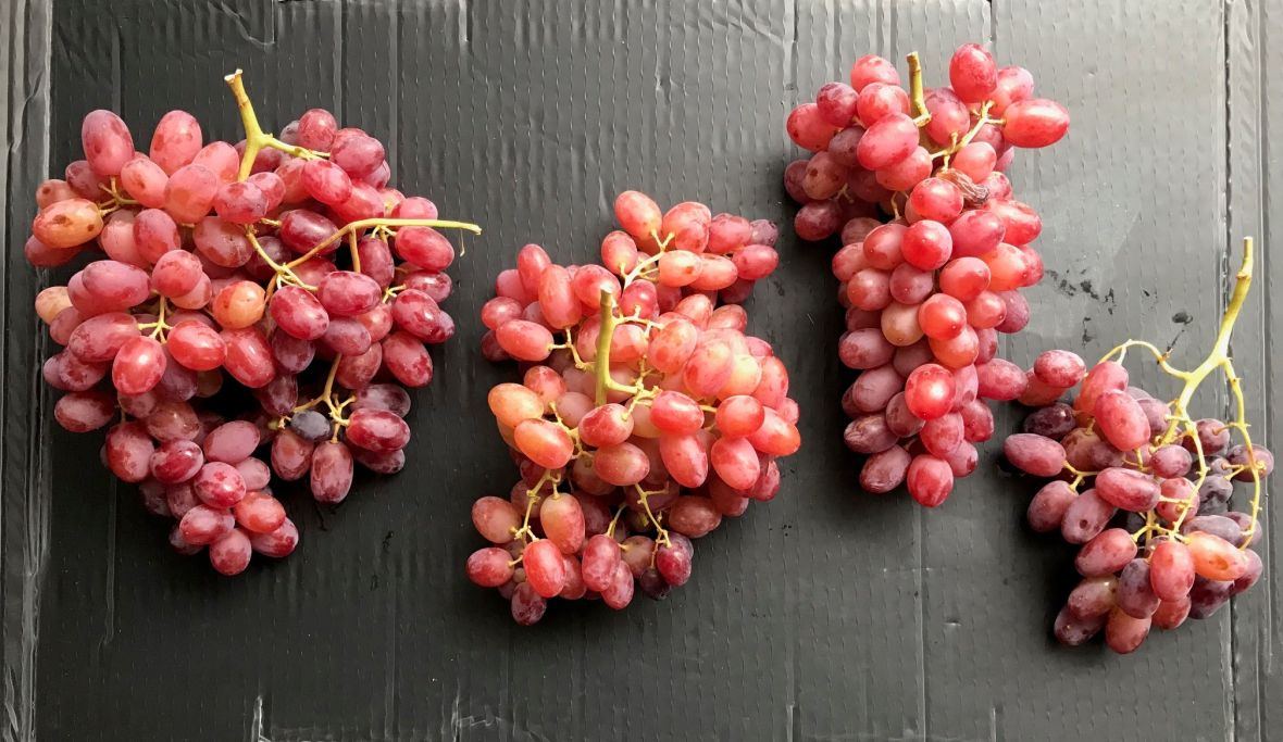 Red Table grape bunches displayed on a black background