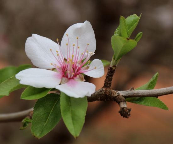 Vegetative and flowering spurs. Nonpareil spurs that bore a nut in one season are more than likely to be vegetative the next season or die following harvest.