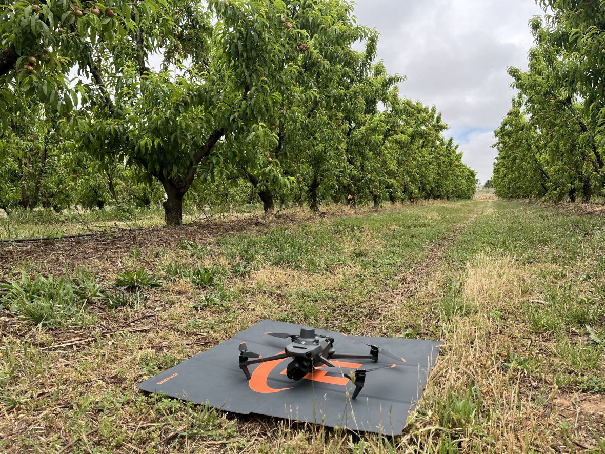 Drone in summerfruit orchard