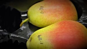 Pear post-harvest ripening and storage 