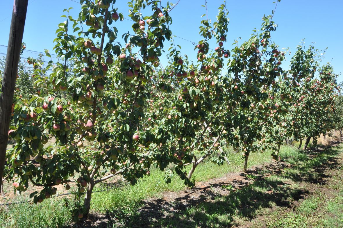 Blush pear trees - Deliza ANP-0131 on QABH rootstock on Open Tatura 4 leader planting systems with 1m spacing 