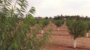 Almond nutrient and rootstock experiments - almonds