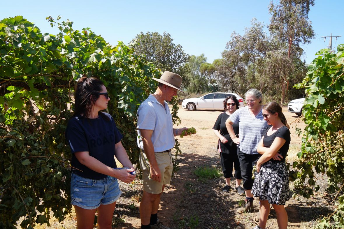 Horticulture industry network visit to Agriculture Victoria dried fruit vineyard
