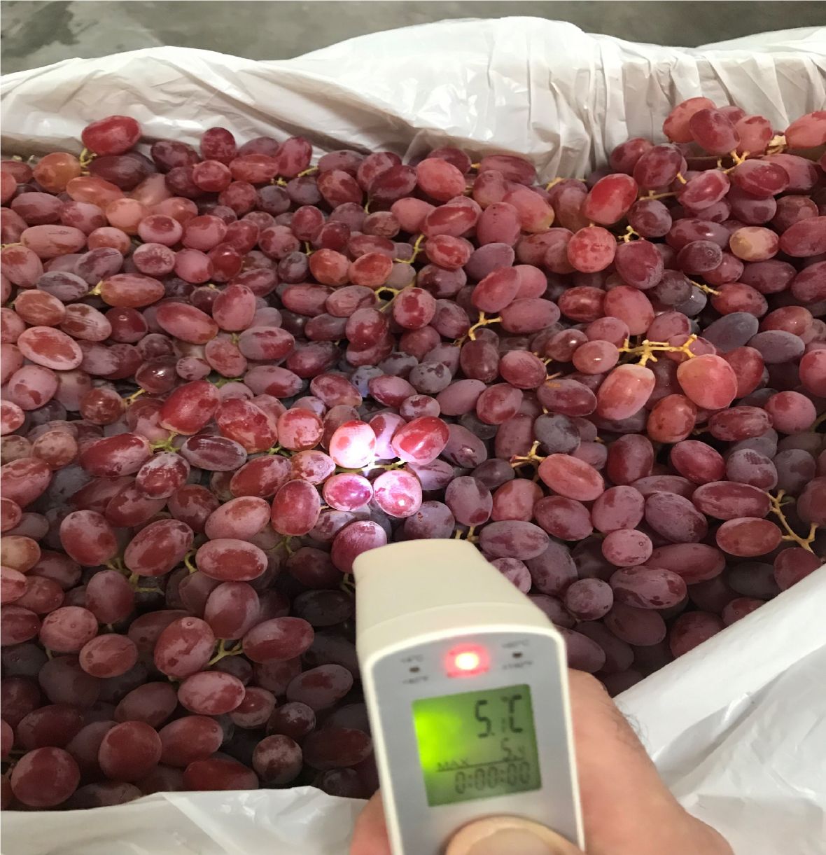 Red Table grape bunches with surface temperature measurement device