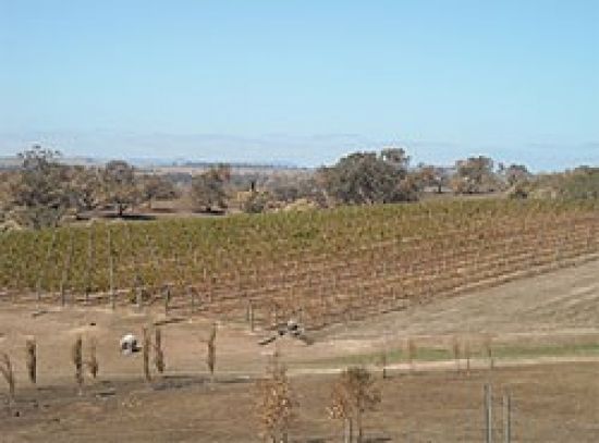 Grapevine block damage