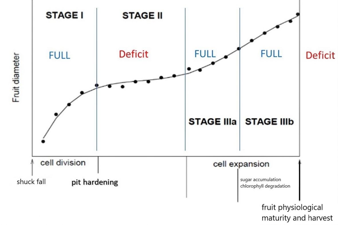 Figure 1. Fruit diameter and corresponding irrigation strategies 