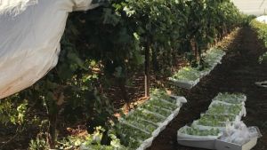 Impacts on table grapes from delays between harvesting and cooling