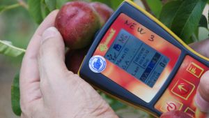 Stonefruit maturity & fruit quality