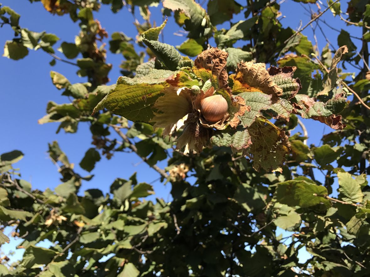 Hazelnut Hazelbrae