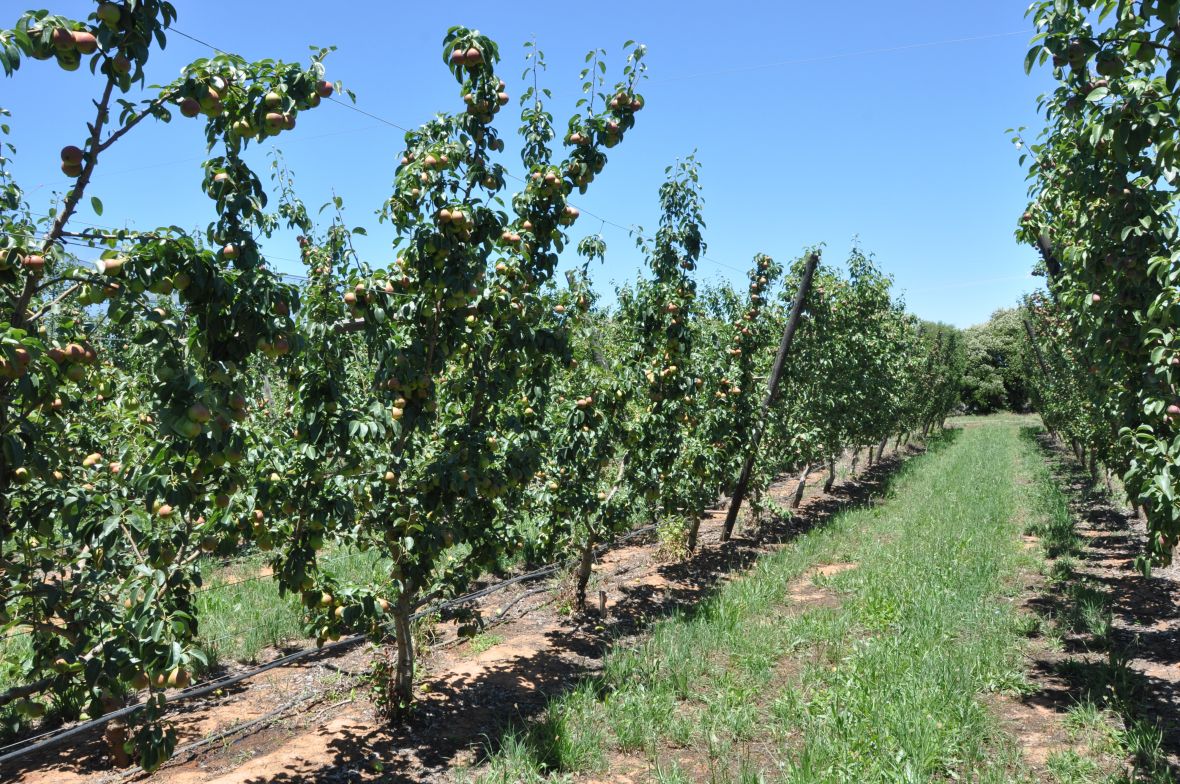 Blush pear trees - Lanya ANP-0118 on QABH rootstock on Open Tatura 4 leader planting systems with 1m spacing 