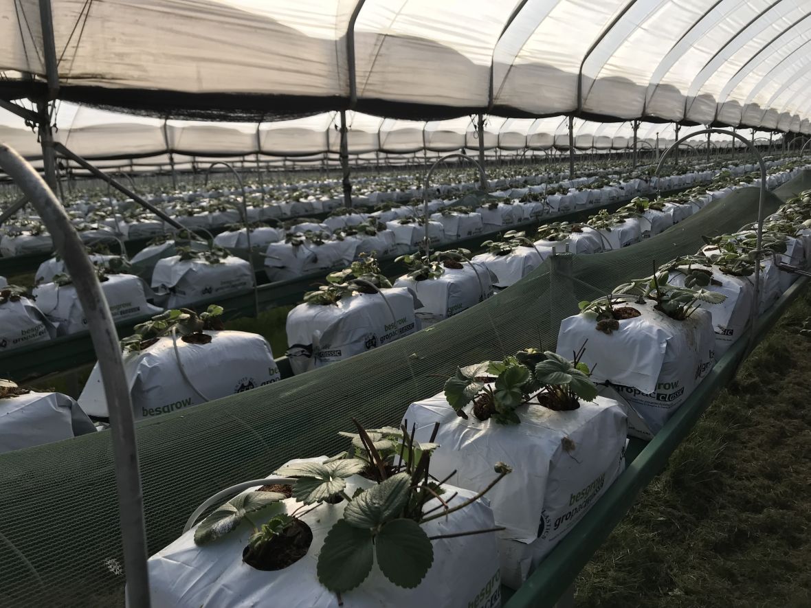 Horticulture industry network visit to Sunny Ridge Strawberries