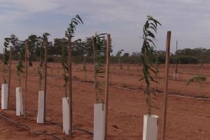 Higher density orchards - almonds