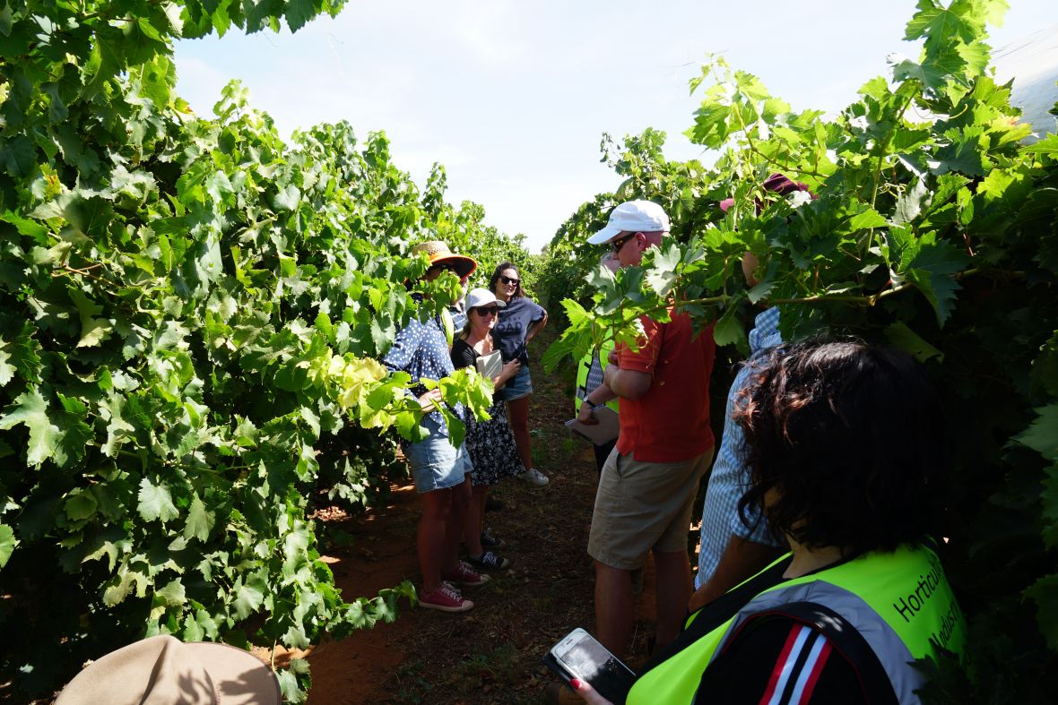Horticulture industry network visit to Sun World table grape breeding site