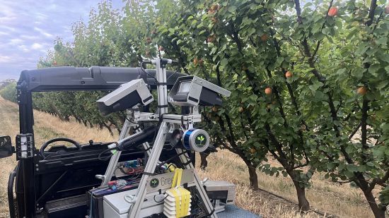 Cartographer in summerfruit orchard