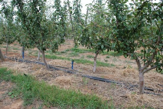 Micro-jet Irrigation experiment