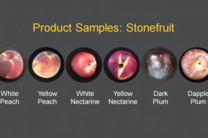 Stonefruit export market research
