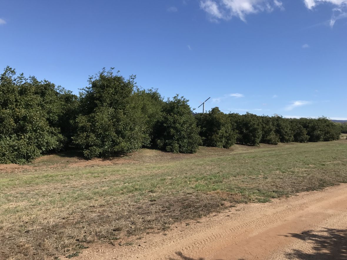 Webster's Swansea Walnut Orchards