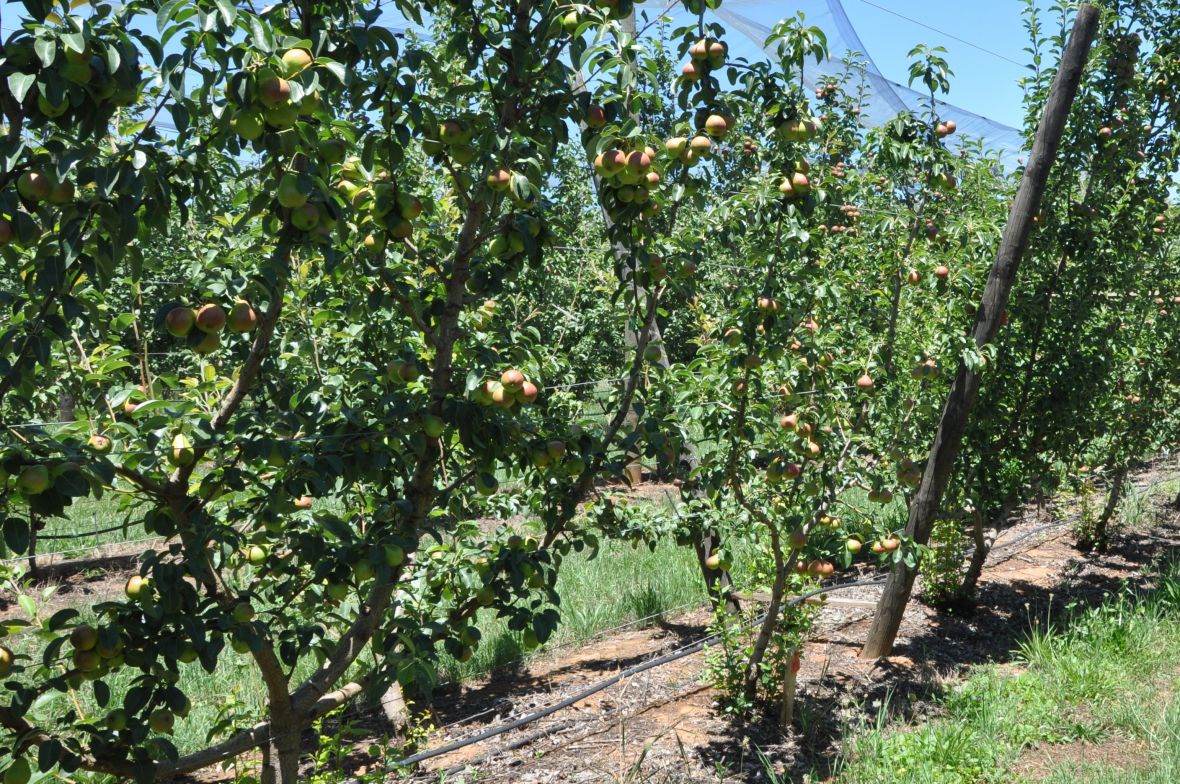 Blush pear trees - Lanya ANP-0118 on D6 rootstock on Open Tatura 4 leader planting systems with 1m spacing