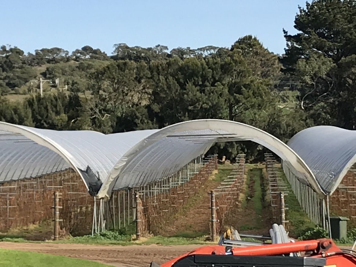 Horticulture industry network visit to Sunny Ridge raspberries