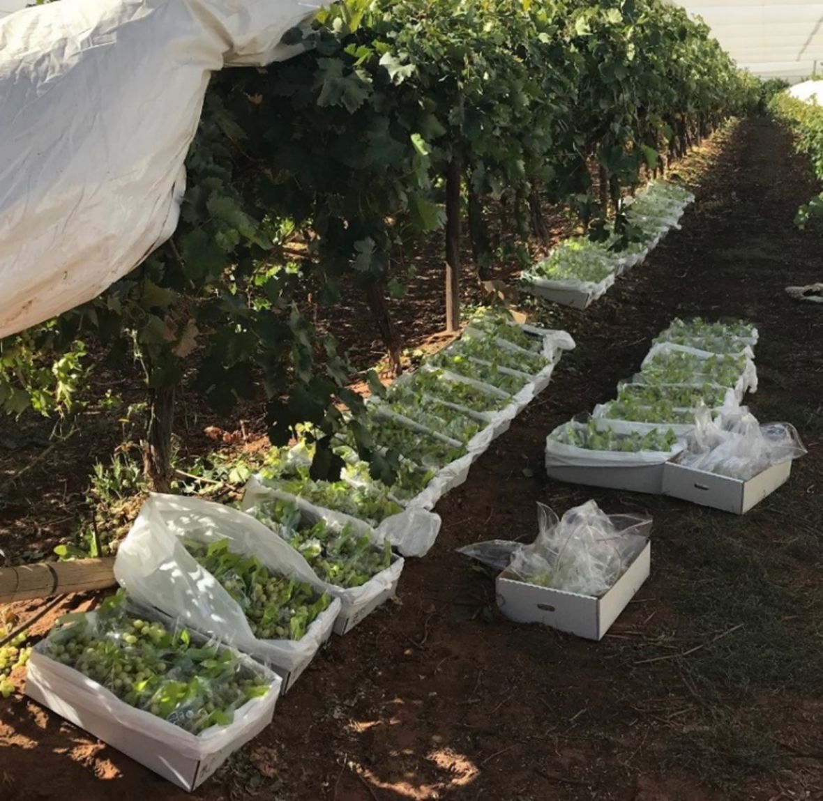 ‘Luisco’ grapes packed into cartons during rot risk prediction and delayed cooling experiment in Mildura during March 2021.