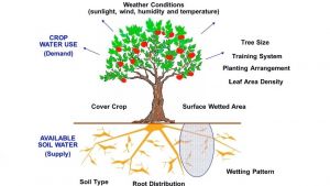 Irrigation budgeting and seasonal planning tool for pear growers