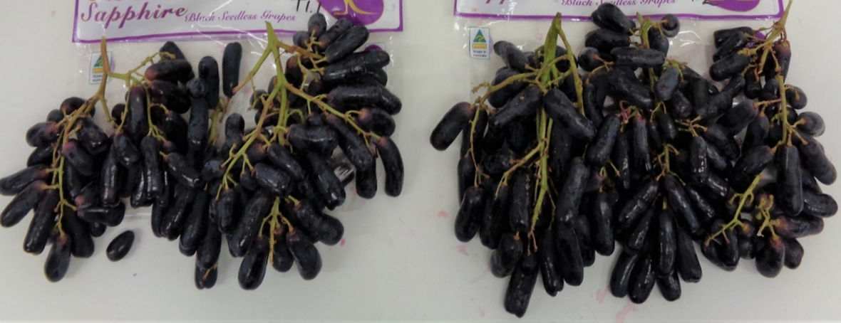 SO2-treated ‘Sweet Sapphire’ grape quality after simulated sea freight, importer storage and distribution.