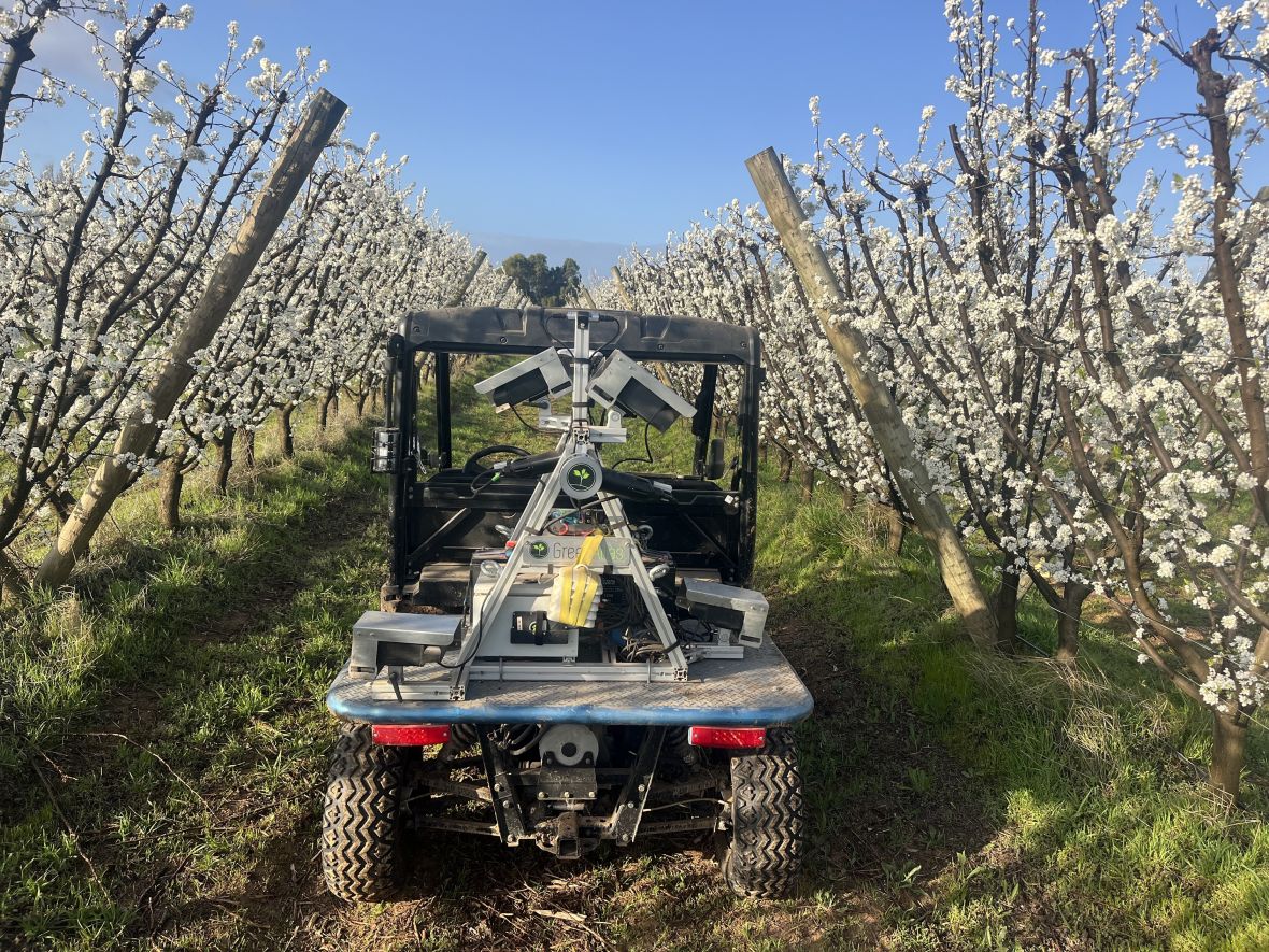 Cartographer in summerfruit orchard at bloom