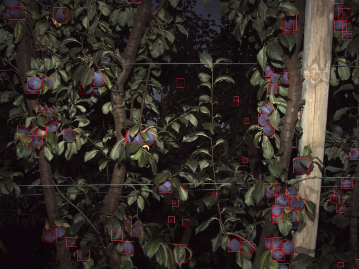Cartographer sensor picture of fruit size and number in plum orchard