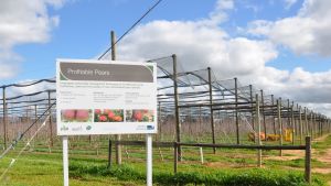 Blush pear research orchard