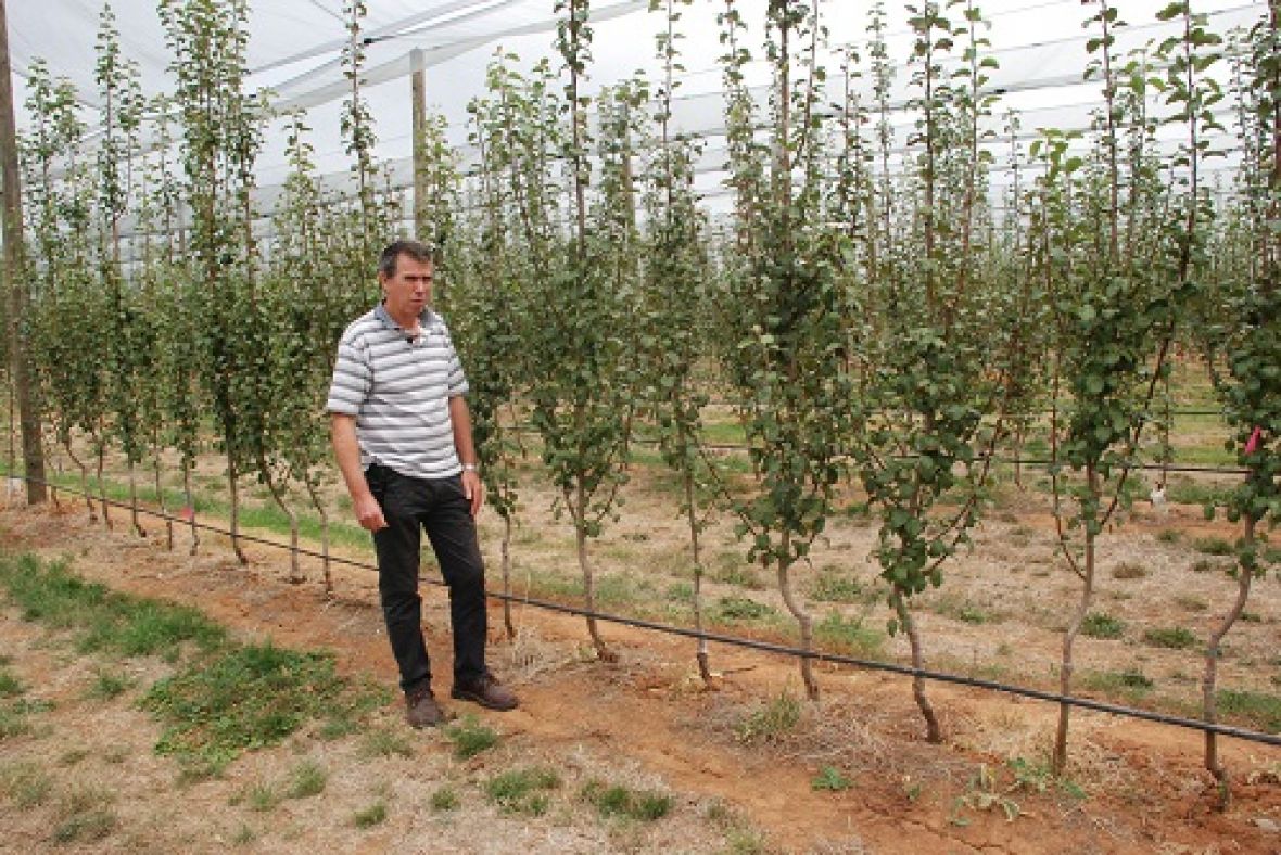Dr Ian Goodwin at Tatura Pear Field Laboratory with a single leader tree training system