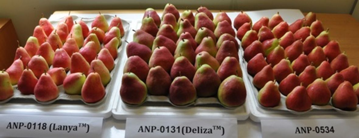New blush pear varieties