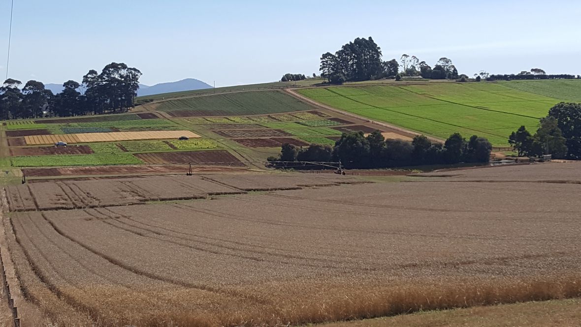 Forthside Vegetable Farm