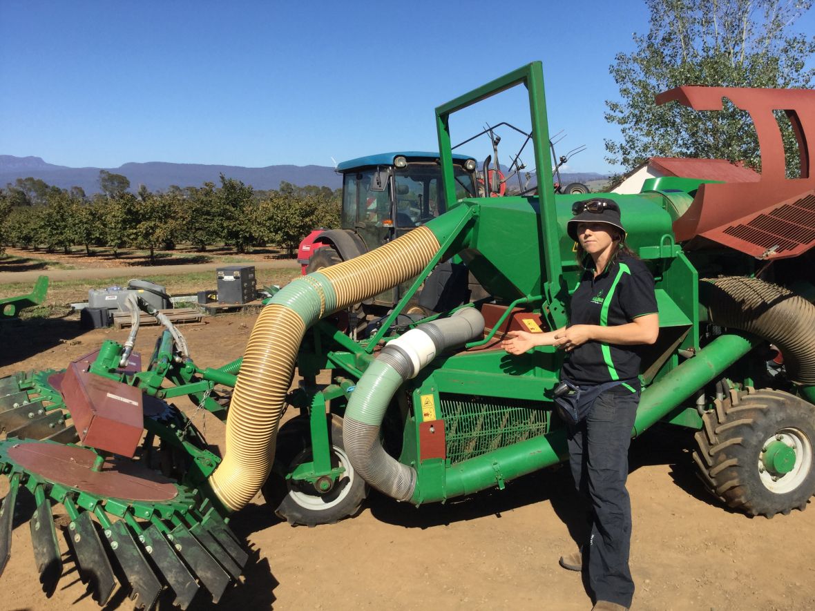 Hazelnut harvester