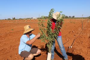 Almond tree training