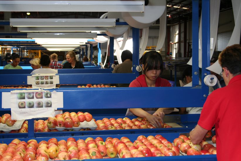 Staff in pack house managing apple quality