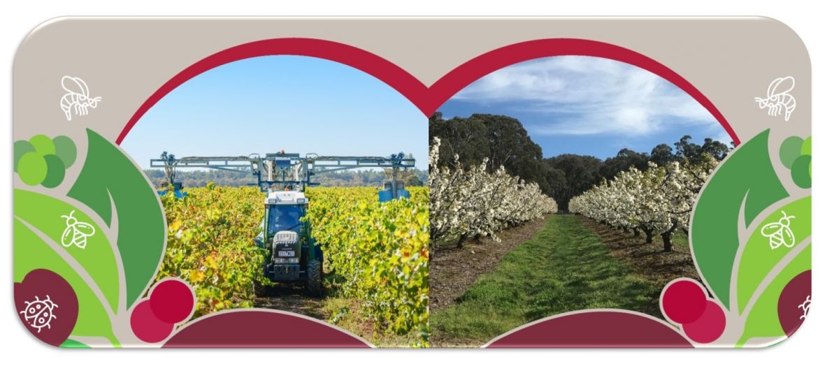 Orchards in bloom and with tractor sprayer