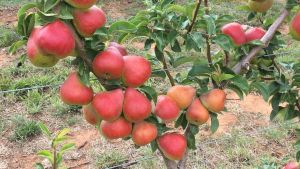 Intensive pear production