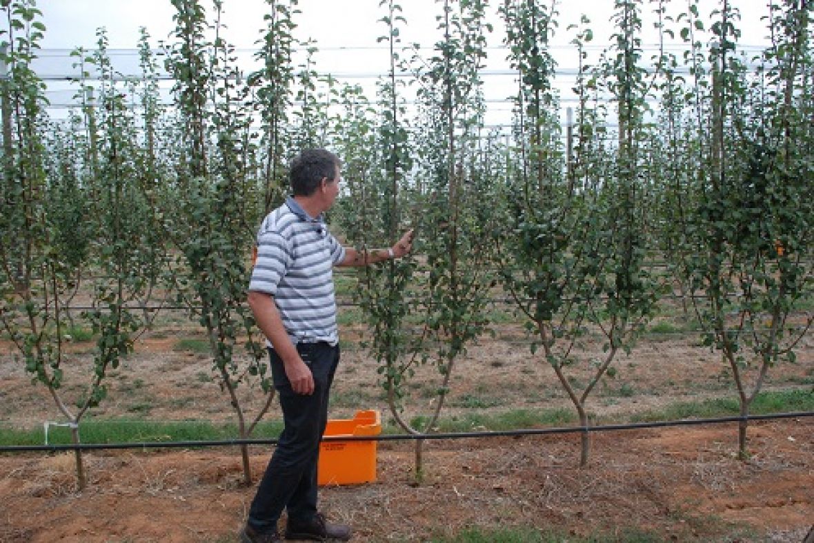 Dr Ian Goodwin at Tatura Pear Field Laboratory with a Two Leader Tree Training System