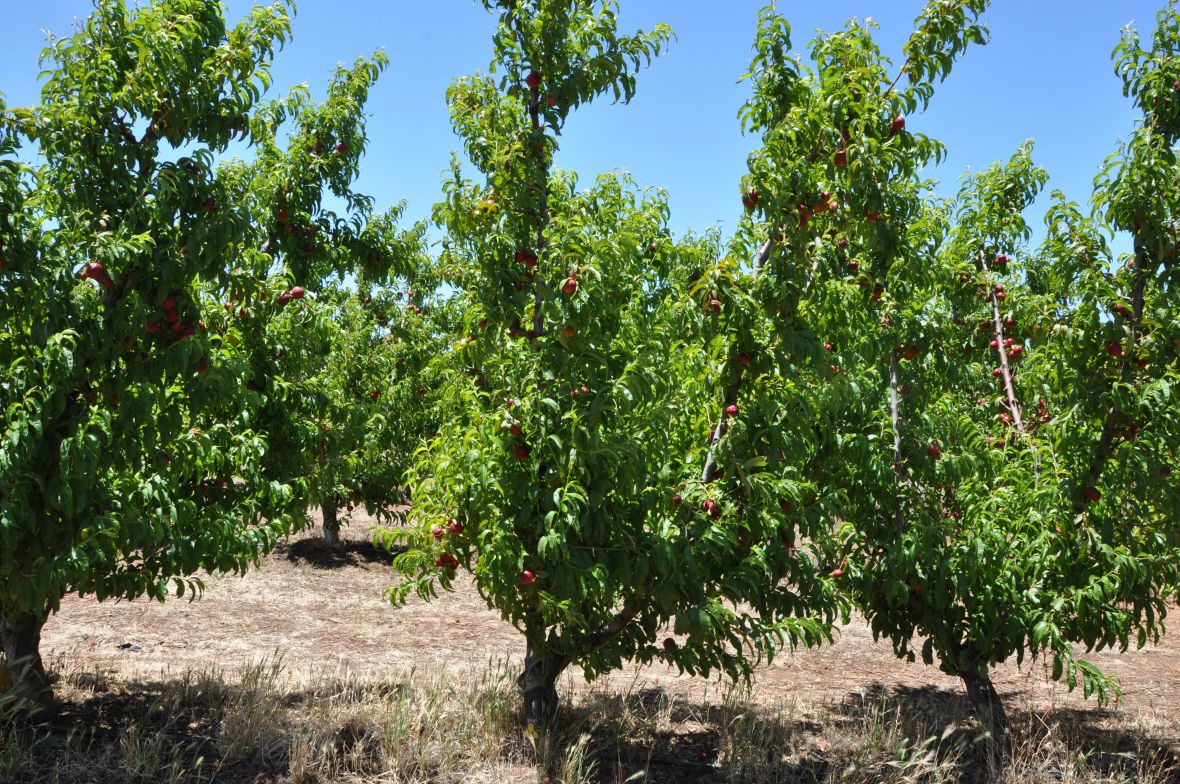 H Nectarine Elberta