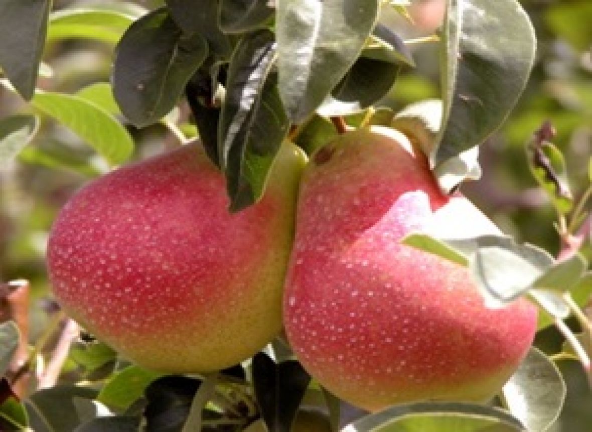 Picture of Lanya Pears