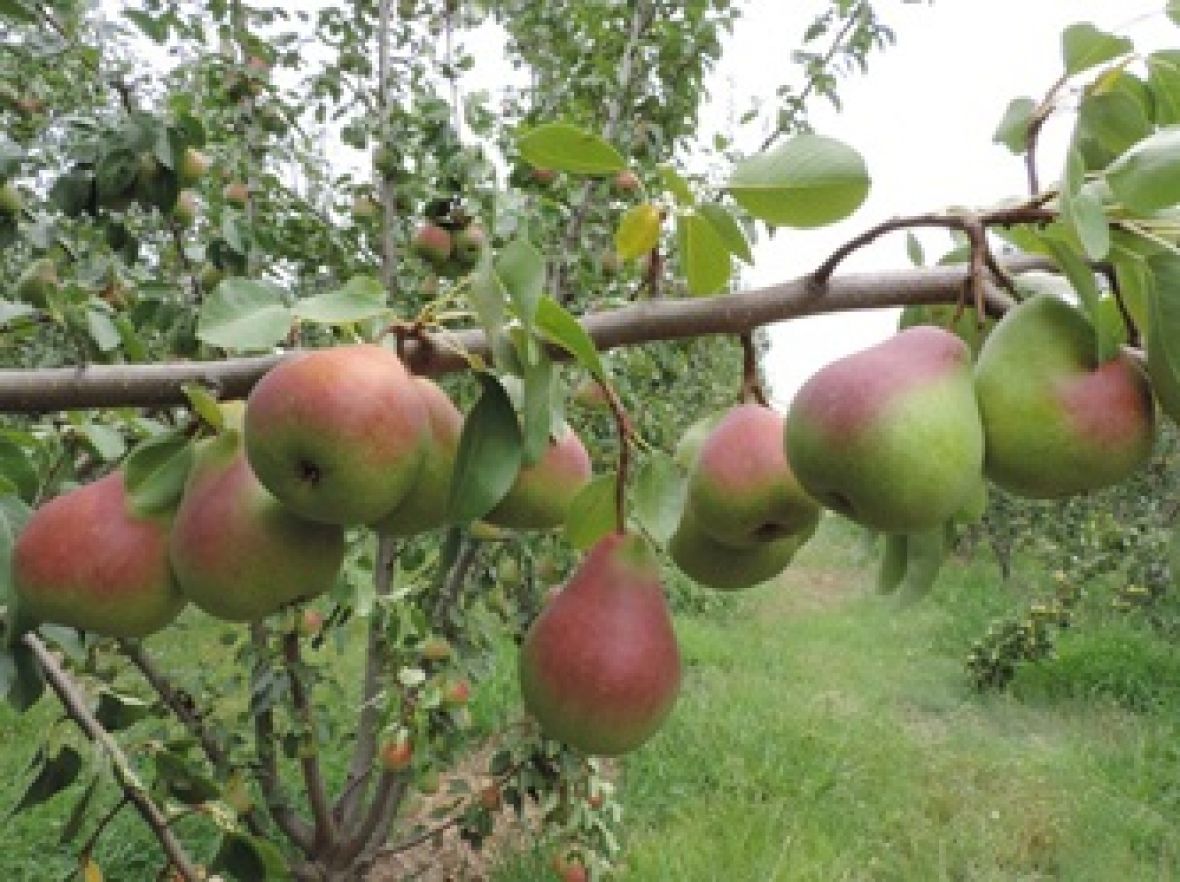 Picture of Deliza Pears on a branch