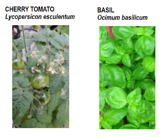 HIF Monash uni project Horticulture innovation funded projects with Monash university - Basil and Cherry tomato