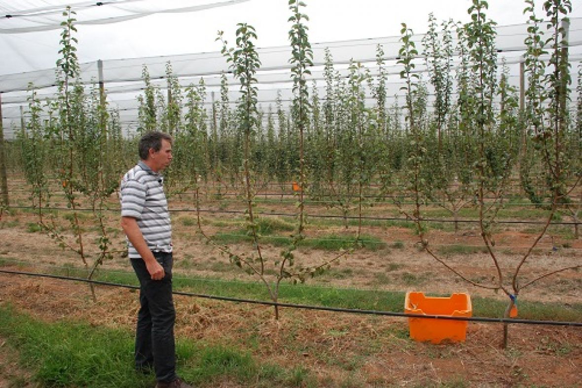 Dr Ian Goodwin at Tatura Pear Field Laboratory with a Multi-leader Tree Training System