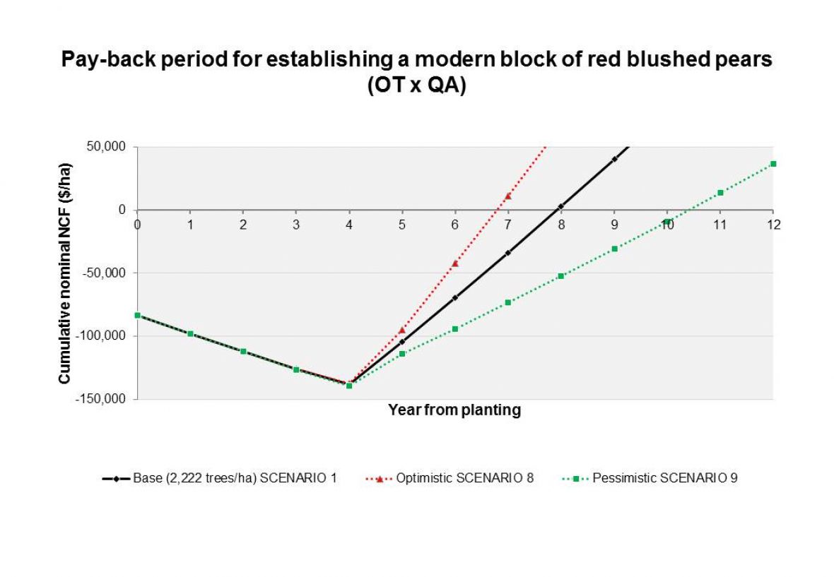 Pay-back period for establishing a modern block of red blushed pears