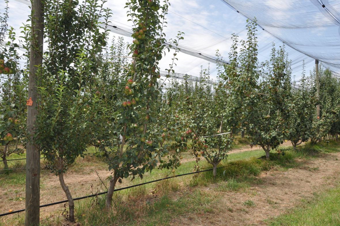 Blush pear vase trees