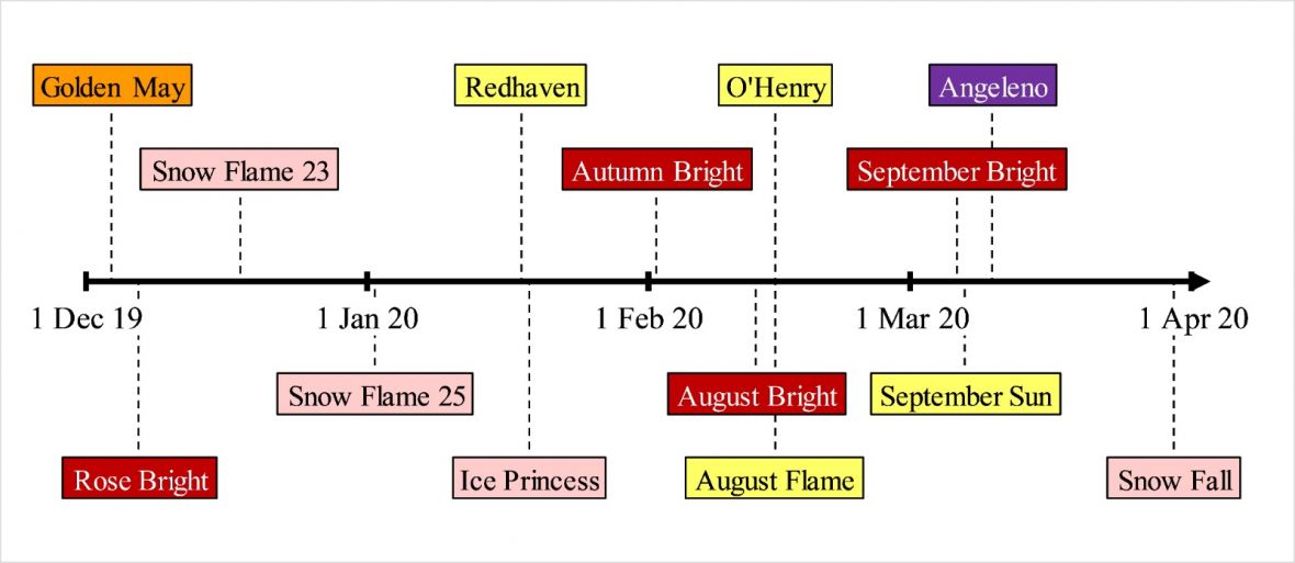 Stonefruit variety timeline