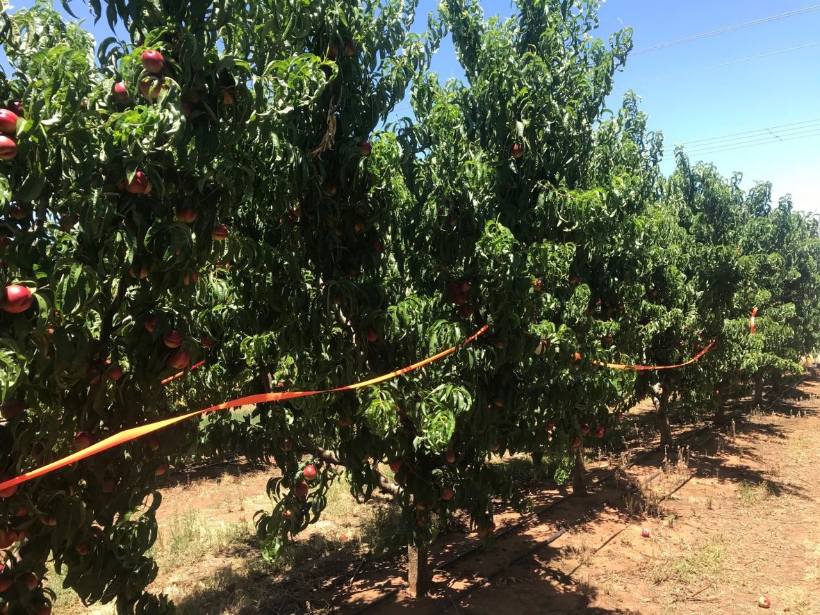 Nectarines were sourced from a commercial orchard in Swan Hill