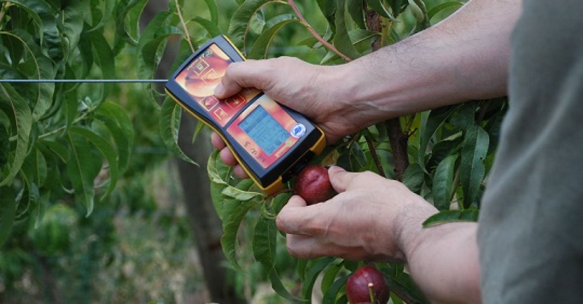 D.A. meter for measuring fruit maturity